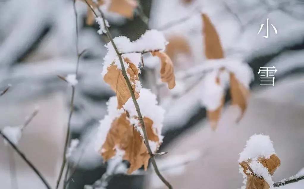 Mion-sneachta - Cad atá ar Eolas